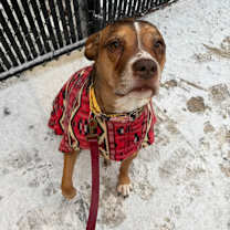 Thumbnail photo of Ginger #2