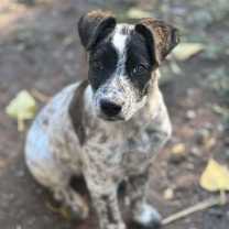 Thumbnail photo of Ranger #2