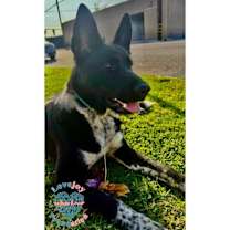 Thumbnail photo of Nikita COH #2