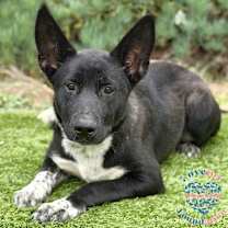 Thumbnail photo of Nikita COH #3