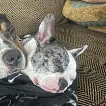 Thumbnail photo of Angel #2