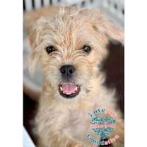 Thumbnail photo of Mud Pie Litter-Mud Pie #1