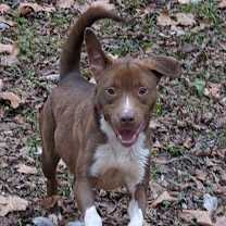 Thumbnail photo of CHICKIE #4