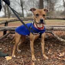 Thumbnail photo of Obsidian #1