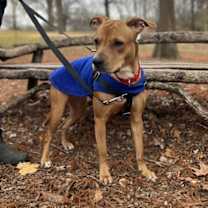 Thumbnail photo of Obsidian #2