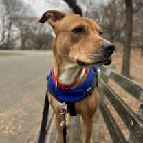 Thumbnail photo of Obsidian #3