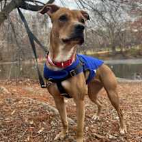 Thumbnail photo of Obsidian #4