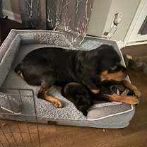 Thumbnail photo of Shax #3