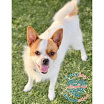 Thumbnail photo of Percy #1