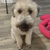 Thumbnail photo of Willie #2