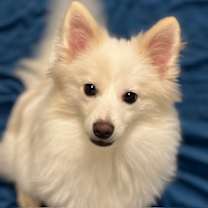 Thumbnail photo of Lumi the Puppy! #2