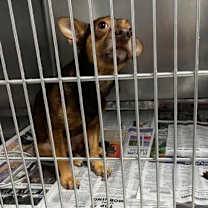 Thumbnail photo of Baby Brownie #2