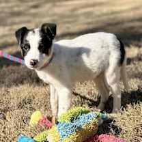 Thumbnail photo of Diego #3