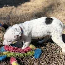 Thumbnail photo of Dora #3