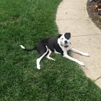 Thumbnail photo of Lucy #3