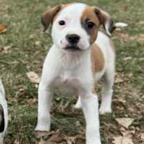 Thumbnail photo of Bop it #1