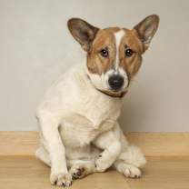 Thumbnail photo of Ringo D67635 #2