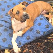 Thumbnail photo of Caramel #3