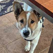 Thumbnail photo of Ringo D67635 #3