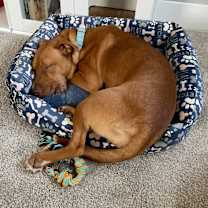 Thumbnail photo of Nala #4