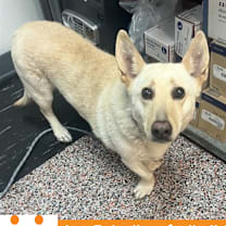 Thumbnail photo of Sorelle #1