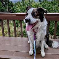 Thumbnail photo of Gus #4