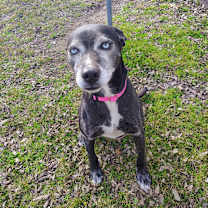 Thumbnail photo of Cocoa #4