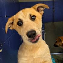 Thumbnail photo of CT Mira #3