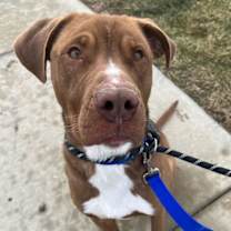 Thumbnail photo of Inspector Gadget #1