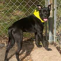 Thumbnail photo of Obi #4