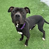 Thumbnail photo of Jeffrey #4