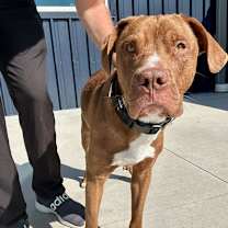 Thumbnail photo of Inspector Gadget #4