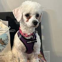 Thumbnail photo of Snowflake #2