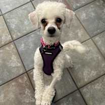 Thumbnail photo of Snowflake #3