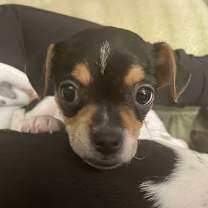 Thumbnail photo of Holly #3