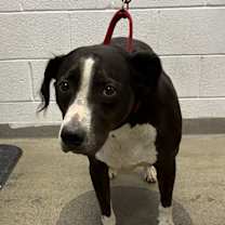 Thumbnail photo of Ace #2