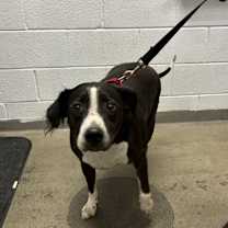 Thumbnail photo of Ace #3