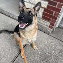 Thumbnail photo of Harley #1