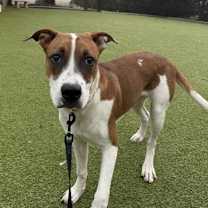 Thumbnail photo of Freya #1