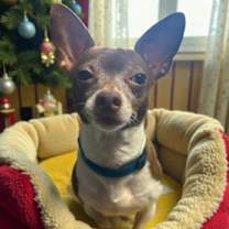 Thumbnail photo of Pee Wee #1