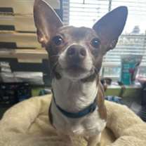 Thumbnail photo of Pee Wee #3