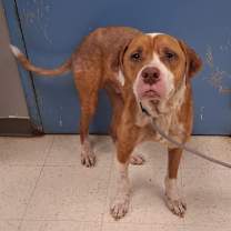 Thumbnail photo of Bosley #1