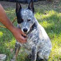 Thumbnail photo of Toby #1