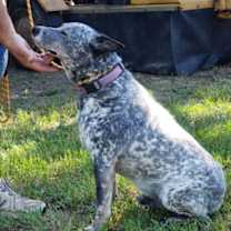 Thumbnail photo of Toby #2