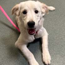 Thumbnail photo of Piper #3