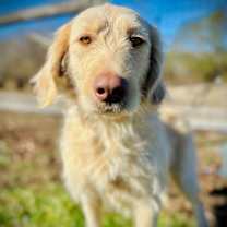 Thumbnail photo of Honey of Earl Nov 25 #3