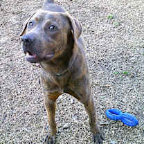 Thumbnail photo of GOMEZ #2