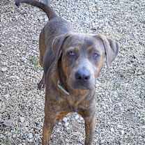 Thumbnail photo of GOMEZ #3