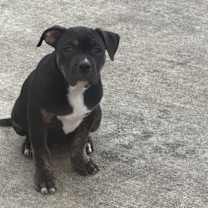 Thumbnail photo of Bella #1