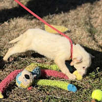 Thumbnail photo of Indigo #4